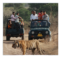 wildlife-tour-img